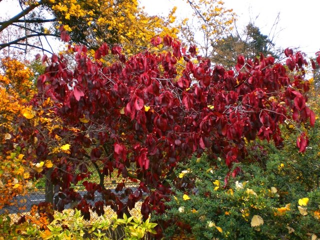 Euonymus hamiltonianus var.yedoensis automne P1A